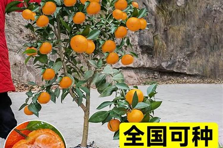 金秋砂糖桔幼苗变黄怎么办？是不是买到歪苗了？