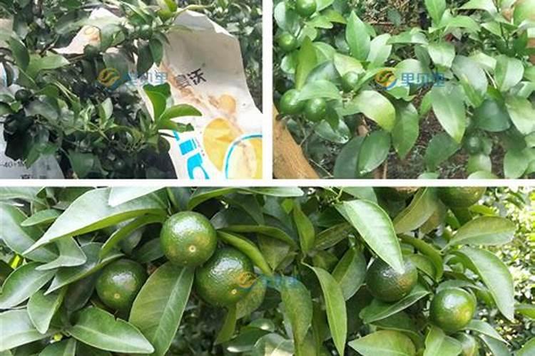 水溶肥什么牌子的最好最安全