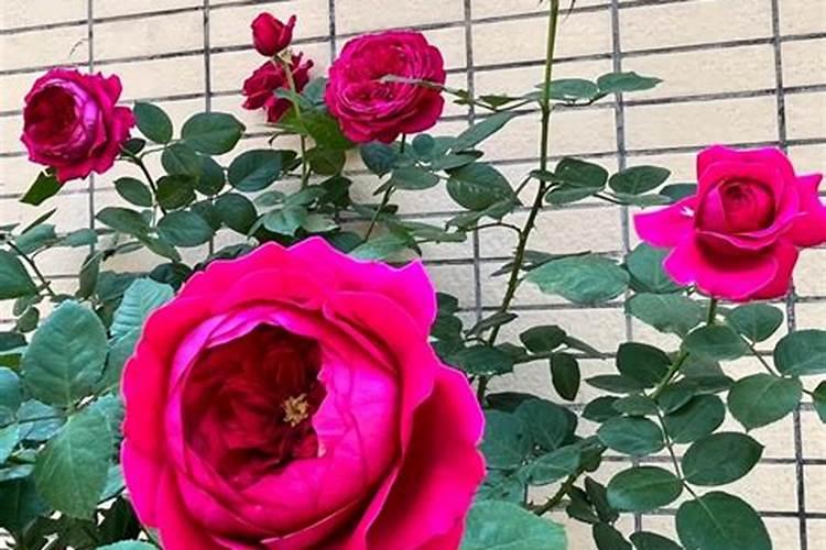 叶面肥喷施后几天见效