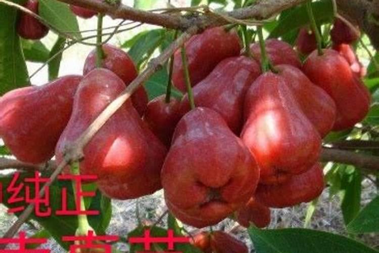 发酵的肥料怎样去除臭味(详细一点)