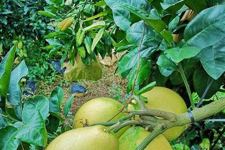 水溶肥能不能叶面喷施