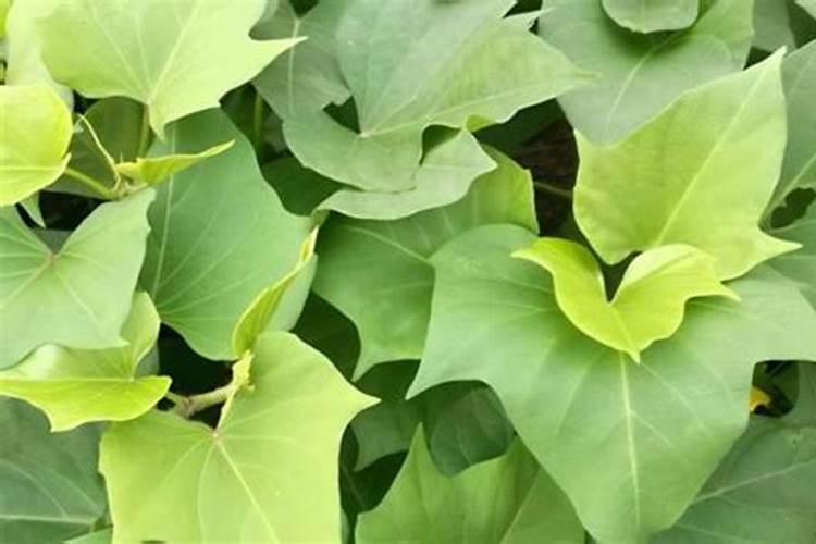 呼和浩特什么时候种高梁？