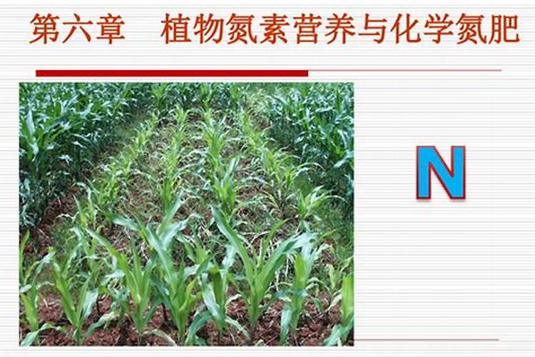 芸苔素的作用和使用方法