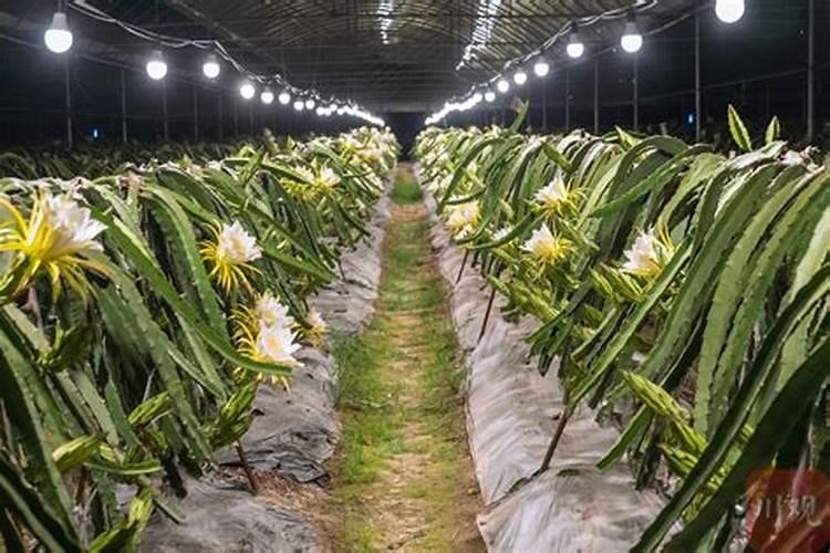 火龙果用什么肥料最好