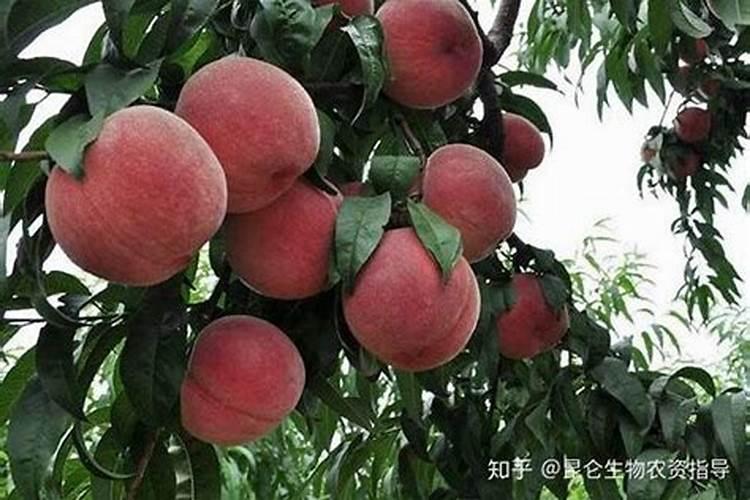 桃子膨大期要如何管理