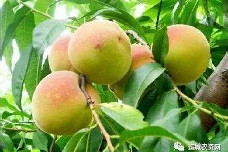 桃子膨大期喷什么上色增甜？