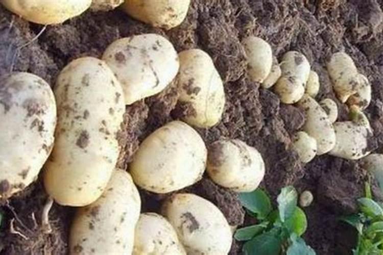 肥水用什么肥快