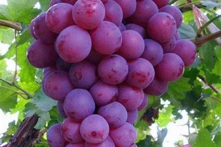 花菜什么时候种植？一亩地种多少颗？产多少斤