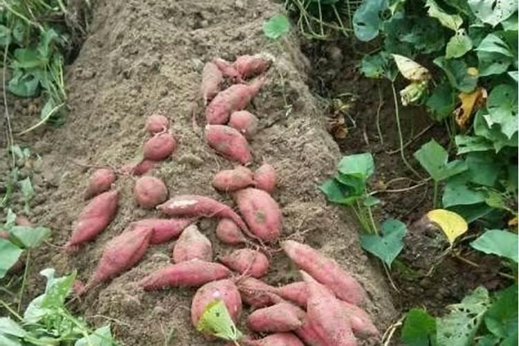 栽红薯用什么底肥最好