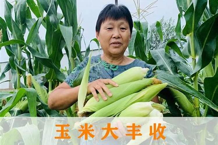 有机肥的正确使用方法