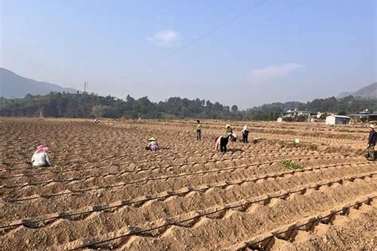 有机肥怎么使用正确