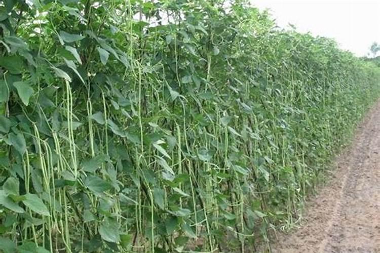 用海娜粉染一次头发需要多长时间