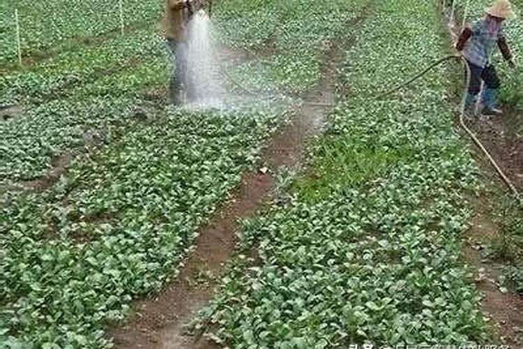 使用冲施肥要注意什么