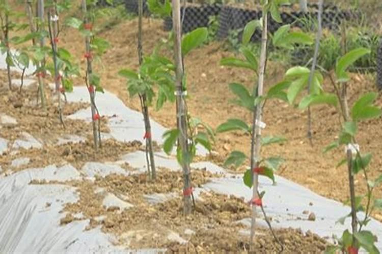 小木槿夏天黄叶枯萎怎么办