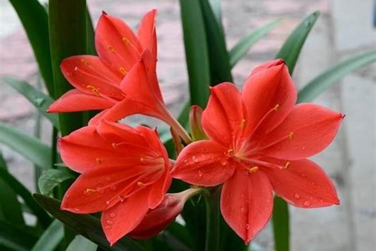 上海盟绿生物有机肥有限公司怎么样？