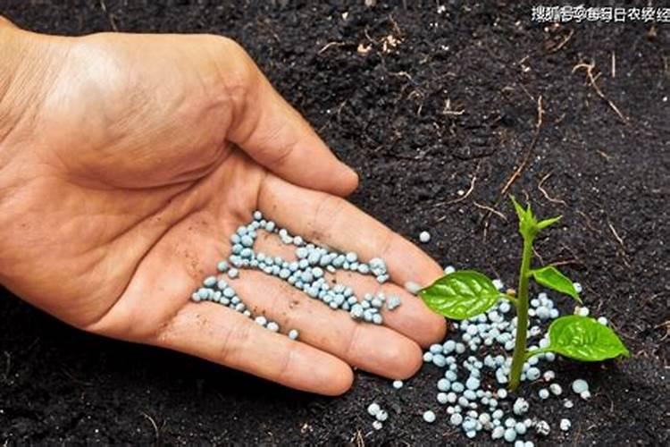 果树钙肥什么时候施用效果好 果树施用钙肥好处