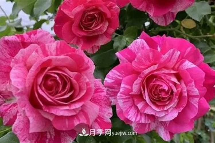 月季在什么时间施钙肥？