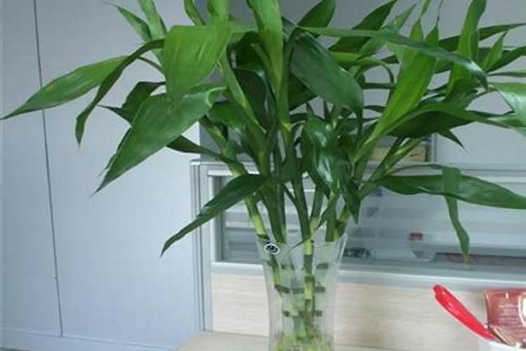 水培富贵竹能放几粒复合肥吗