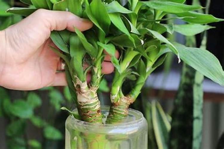 富贵竹施什么肥料最好