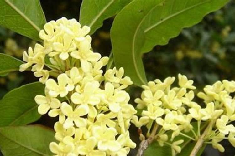 西瓜苗期用什么肥料好 西瓜苗怎么养作果多