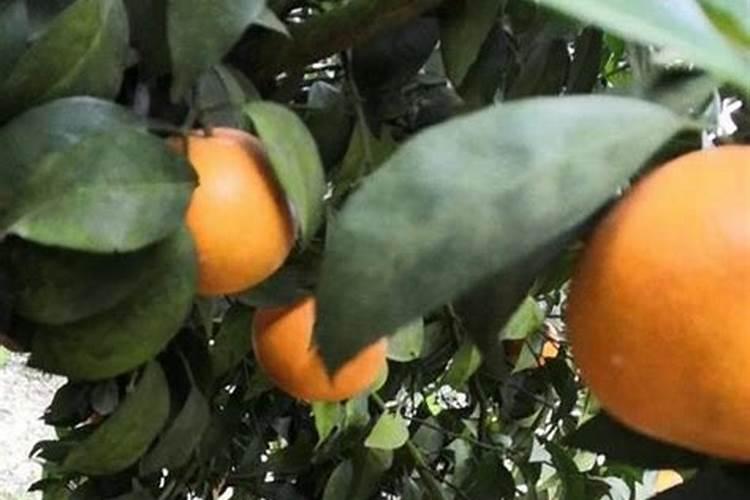 枣树花期喷什么农药