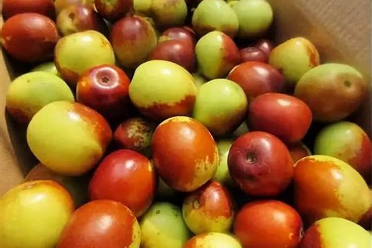 梨树什么时候施钙肥好