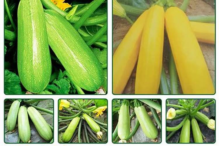 多肉用什么肥料施肥最好