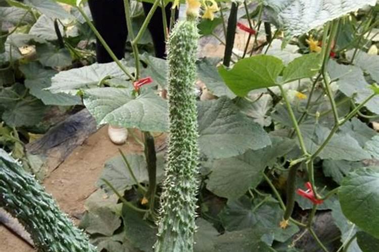 大棚种植黄瓜,施肥过多该怎么补救？