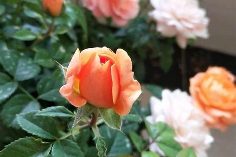 北京关心健康阳光农业科技有限公司怎么样？