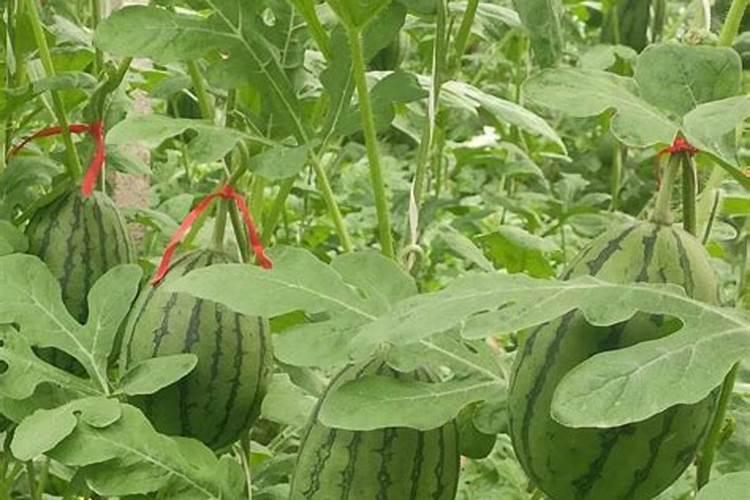 西瓜种植底肥用什么肥？