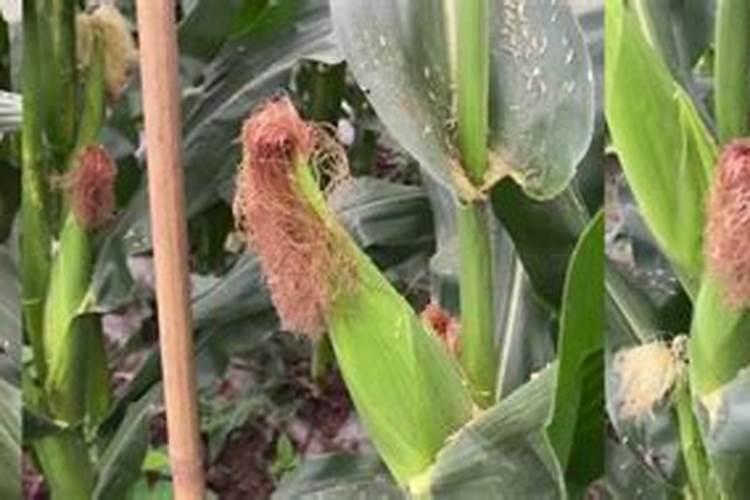 玉米水溶肥的使用方法