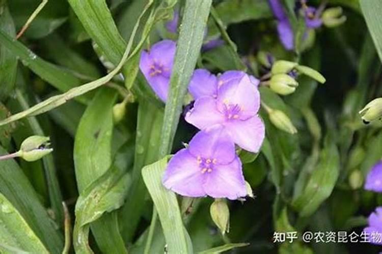 白芨施什么肥最好