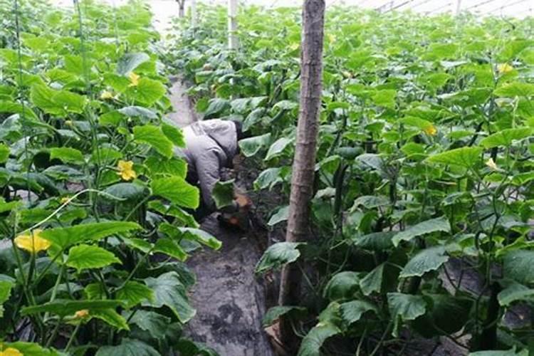 辣椒喷什么叶面肥结果多 多久喷一次