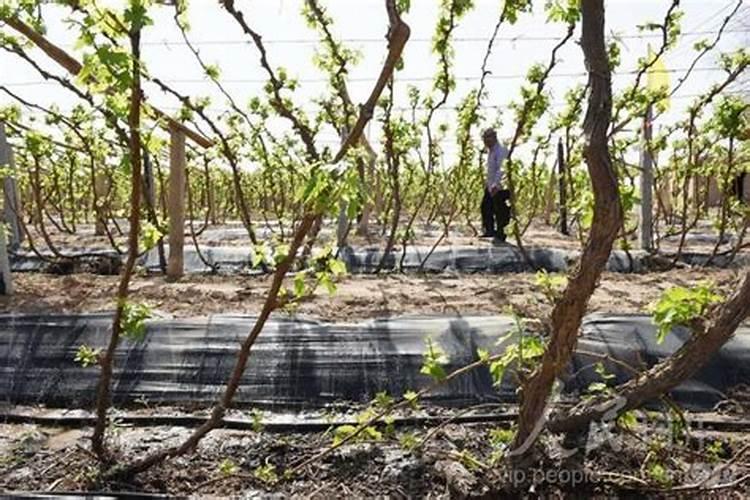 西瓜开花结果时应施含什么肥,应该浇水不