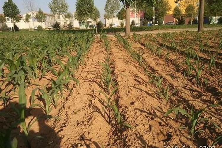 玉米苗期喷什么叶面肥