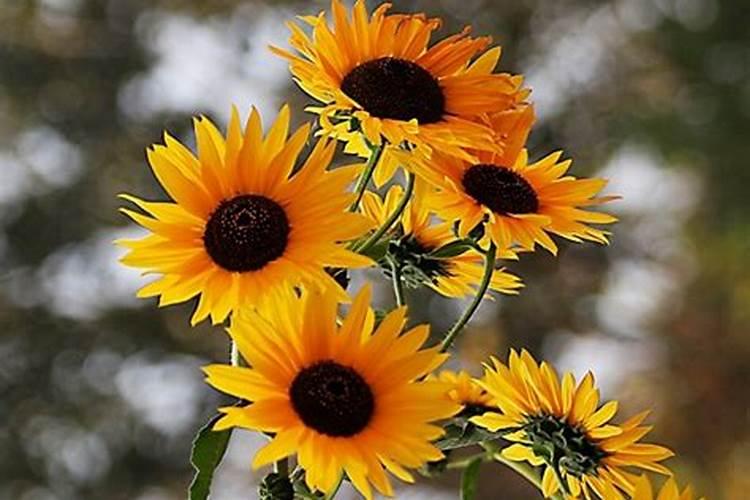 铁皮石斛用什么肥料好