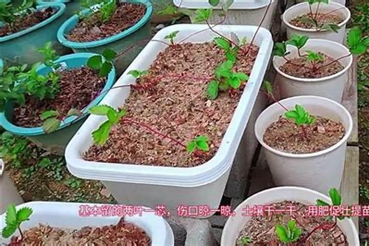 草莓移栽定植后 做好这一步为后期高产打基础!