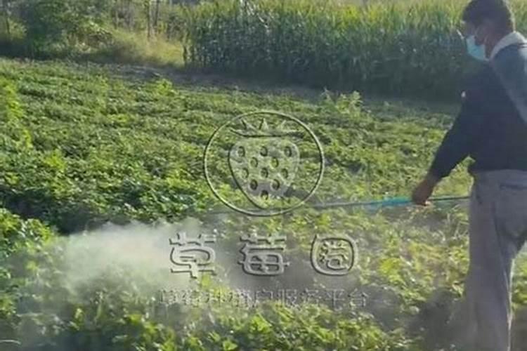 草莓结果几天充一次肥