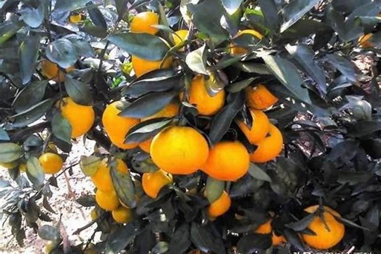 老农民常说的“种菜浇三水、施三肥”是什么,你知道吗？