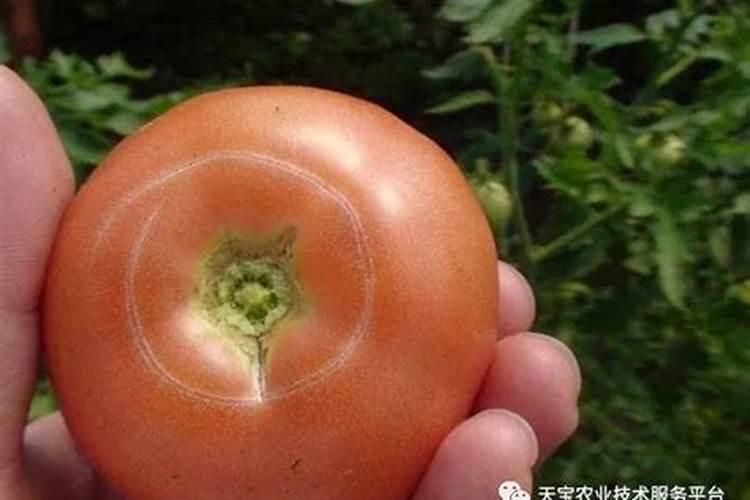 氨基酸叶面肥什么时间使用