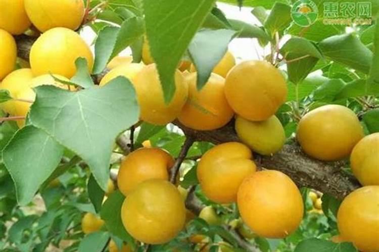 杏树跑糖怎么治？