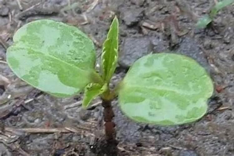 硼肥不能和什么一起用？如果使用错误会产生哪些影响？