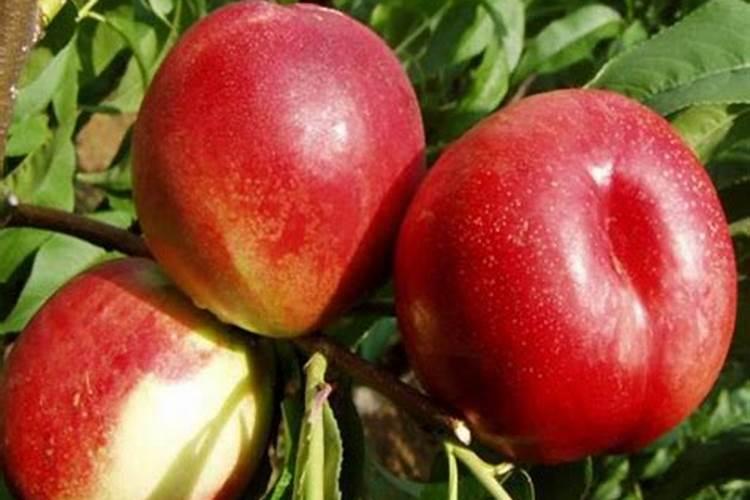 秋天给桃树施肥施什么化肥