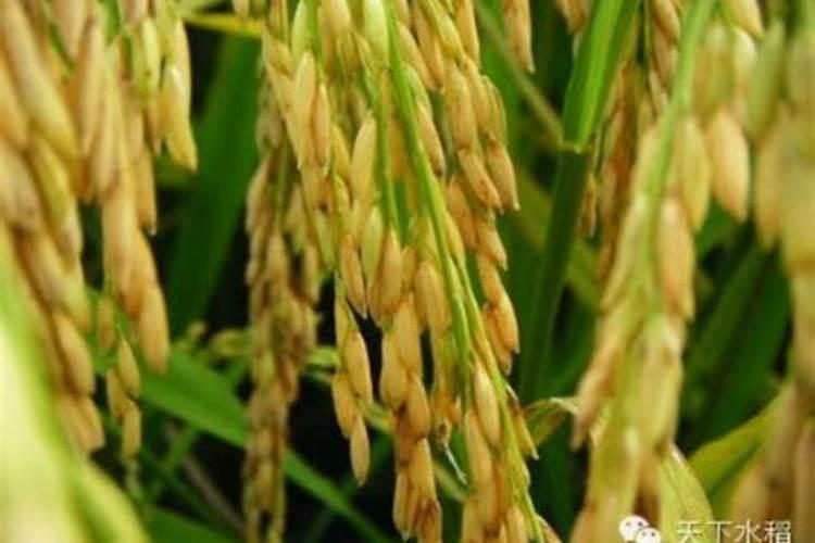 花生喷施磷酸二氢钾最佳时间