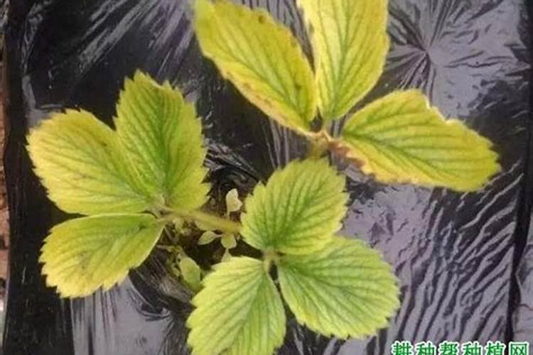 秋季种香菜几天出芽