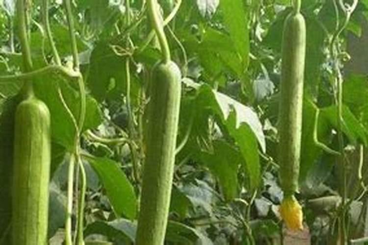 如何为丝瓜合理施肥