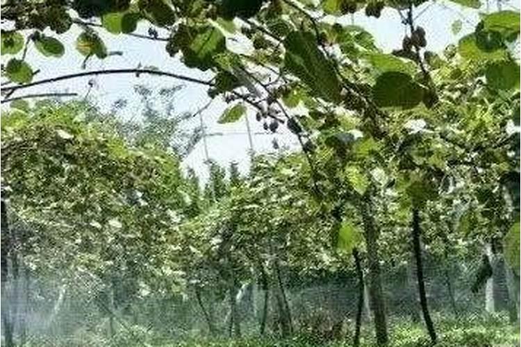 柑橘挂果树喷多效唑控晚秋梢会影响果子彭大吗？