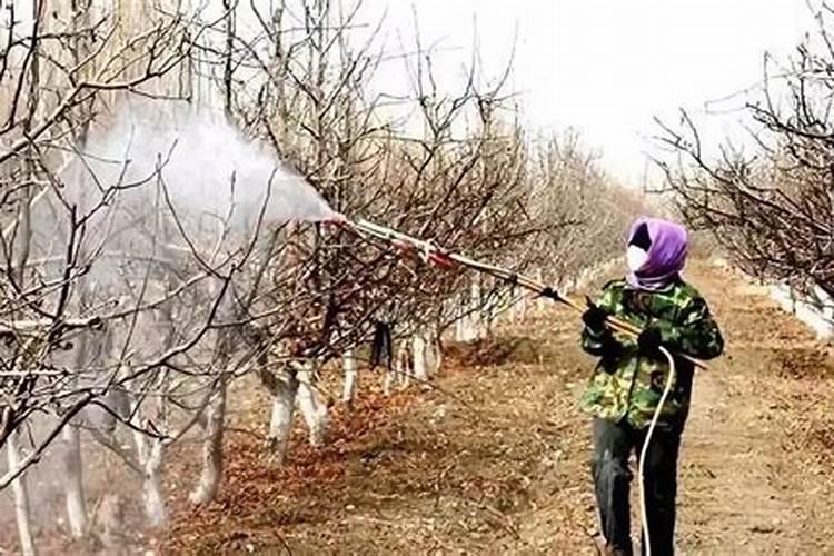 板栗树怎么才能高产