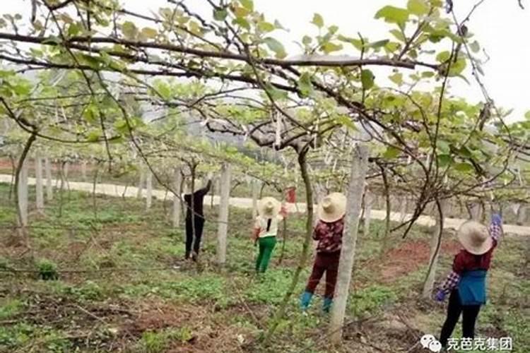 桔子树用什么肥料最好盆栽