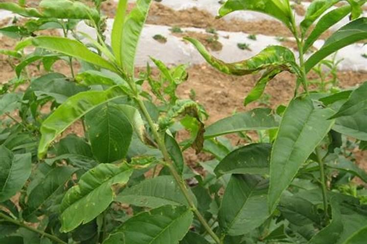 防治苹果落叶病的特效农药